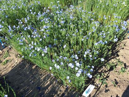 Click for 1 image(s) for this accession.